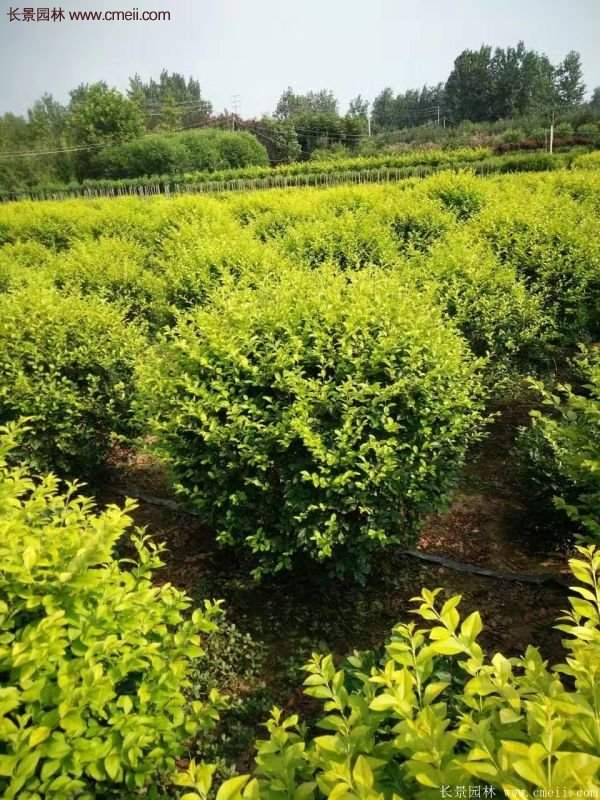沭陽(yáng)基地的金葉女貞 沭陽(yáng)基地的金葉女貞