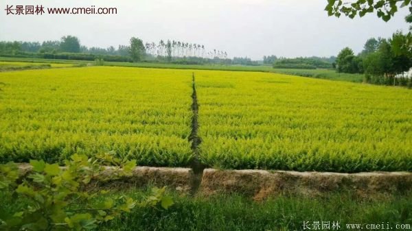 沭陽(yáng)基地的金葉女貞 沭陽(yáng)基地的金葉女貞