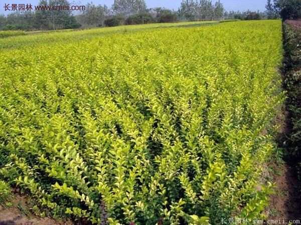 沭陽(yáng)基地的金葉女貞 沭陽(yáng)基地的金葉女貞