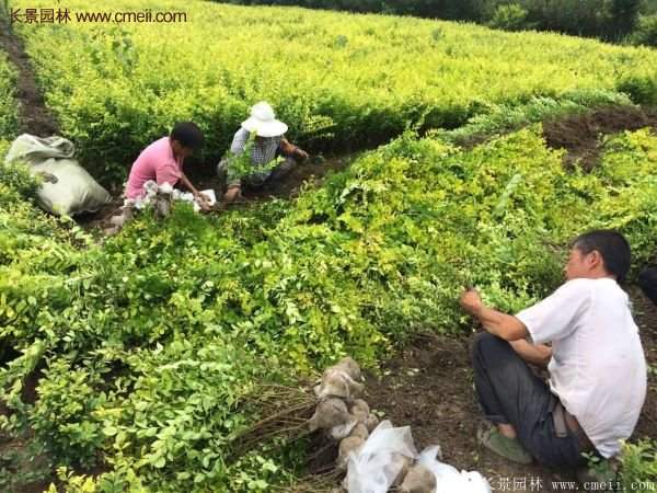 沭陽(yáng)基地的金葉女貞 沭陽(yáng)基地的金葉女貞