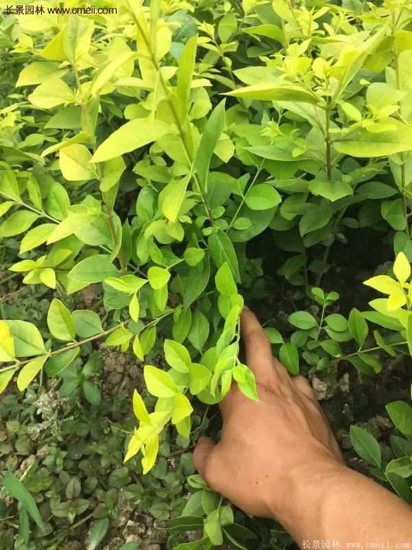 沭陽(yáng)金葉女貞球 沭陽(yáng)金葉女貞球