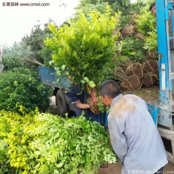沭陽(yáng)金葉女貞球 沭陽(yáng)金葉女貞球