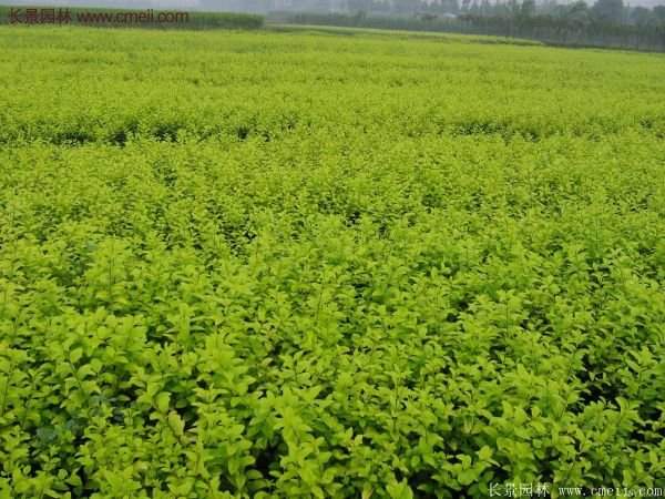 沭陽(yáng)基地的金葉女貞 沭陽(yáng)基地的金葉女貞