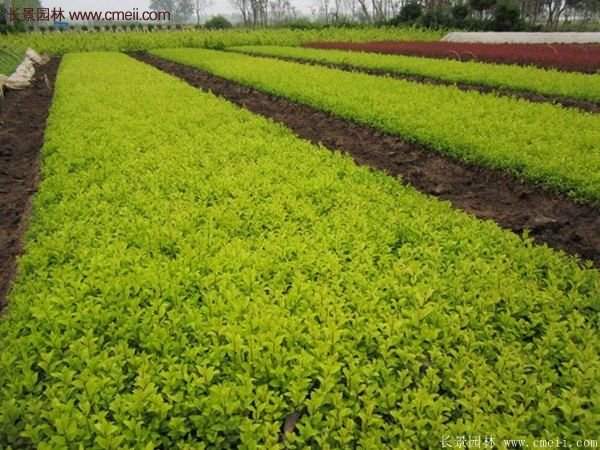 沭陽(yáng)基地的金葉女貞 沭陽(yáng)基地的金葉女貞
