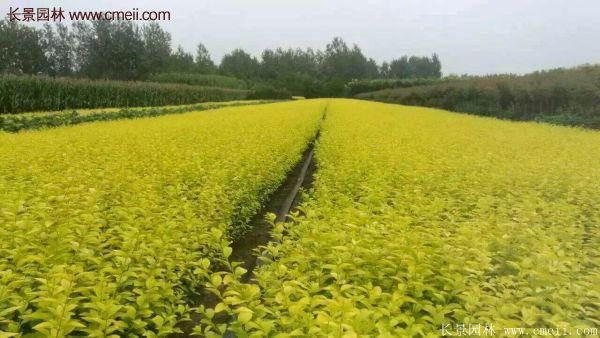 沭陽(yáng)基地的金葉女貞 沭陽(yáng)基地的金葉女貞
