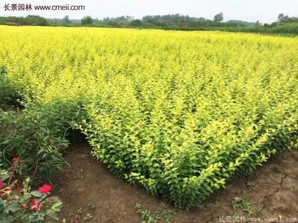 沭陽(yáng)基地的金葉女貞 沭陽(yáng)基地的金葉女貞