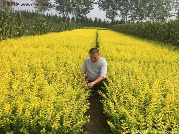 沭陽(yáng)基地的金葉女貞 沭陽(yáng)基地的金葉女貞