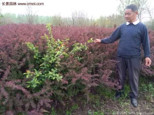 沭陽(yáng)紅葉小檗苗 沭陽(yáng)紅葉小檗苗