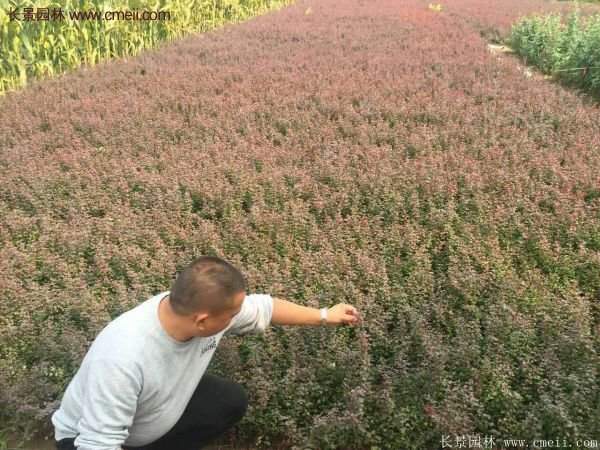 沭陽(yáng)紅葉小檗苗 沭陽(yáng)紅葉小檗苗