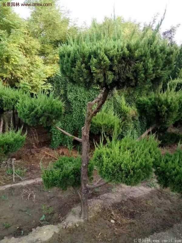 龍柏造型樹(shù)