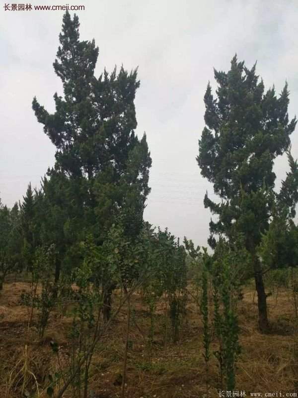 4公高度的龍柏造型樹，地徑在十公分左右