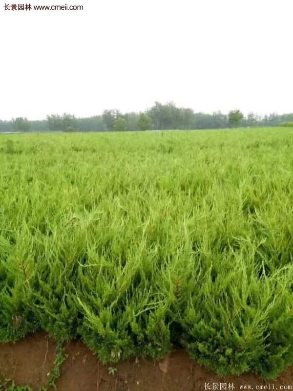 80公分高度的龍柏，主要用來作綠籬、色塊