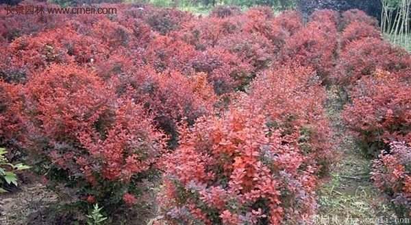 沭陽(yáng)紅葉小檗