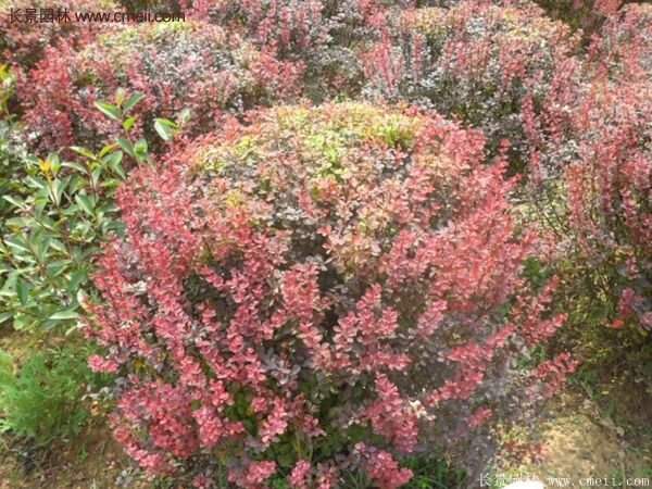 沭陽基地的紅葉小檗苗、紅葉小檗球