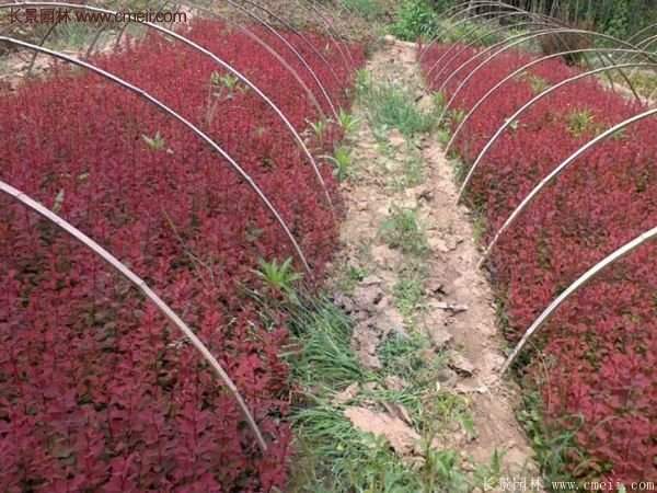沭陽基地的紅葉小檗苗、紅葉小檗球