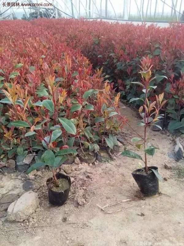 沭陽(yáng)紅葉石楠基地小苗 沭陽(yáng)紅葉石楠基地小苗