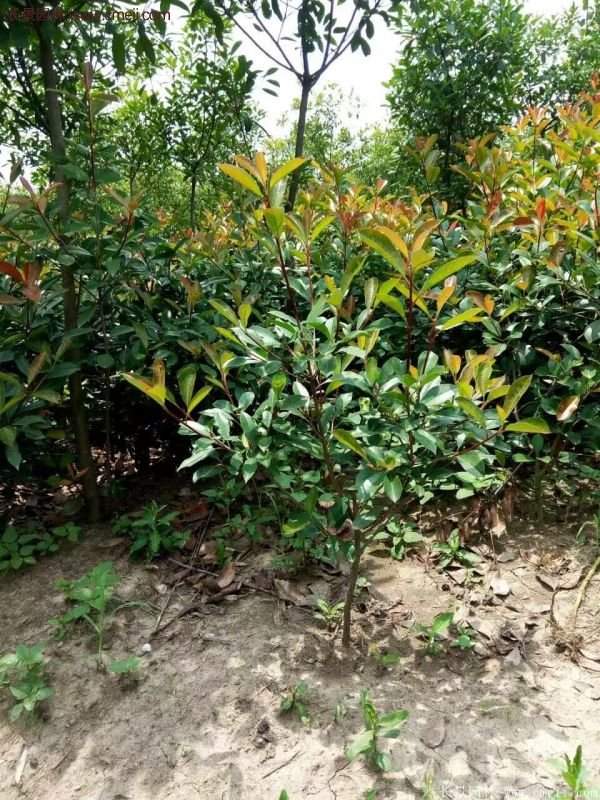 沭陽(yáng)基地的紅葉石楠苗 沭陽(yáng)基地的紅葉石楠苗