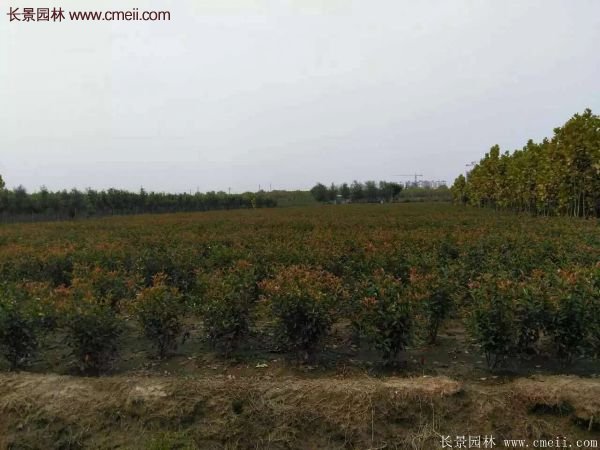 沭陽(yáng)基地紅葉石楠各種規(guī)格的價(jià)格表 沭陽(yáng)基地紅葉石楠各種規(guī)格的價(jià)格表