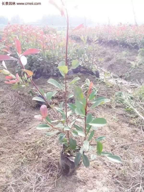 沭陽紅葉石楠的規(guī)格 沭陽紅葉石楠的規(guī)格
