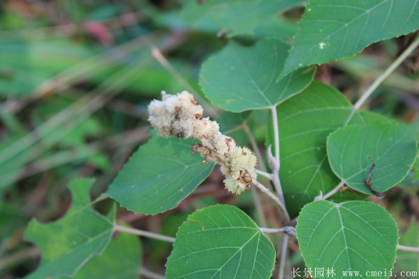 烏桕樹圖片烏桕樹基地實拍