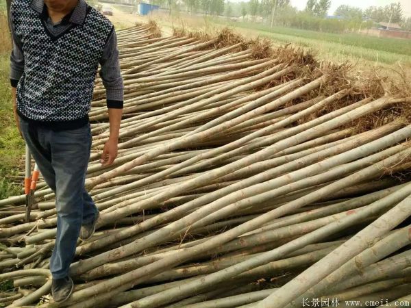 饅頭柳圖片饅頭柳基地實(shí)拍