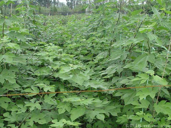 茍樹圖片茍樹基地實拍