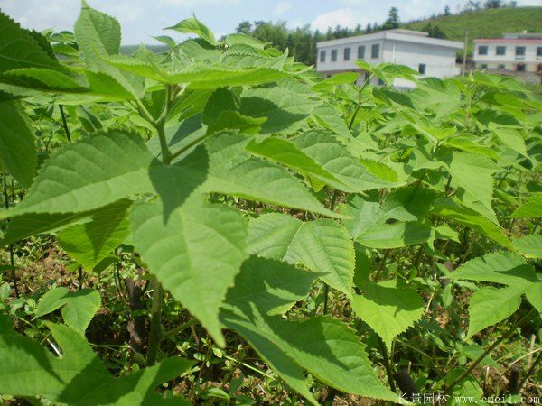 茍樹圖片茍樹基地實拍