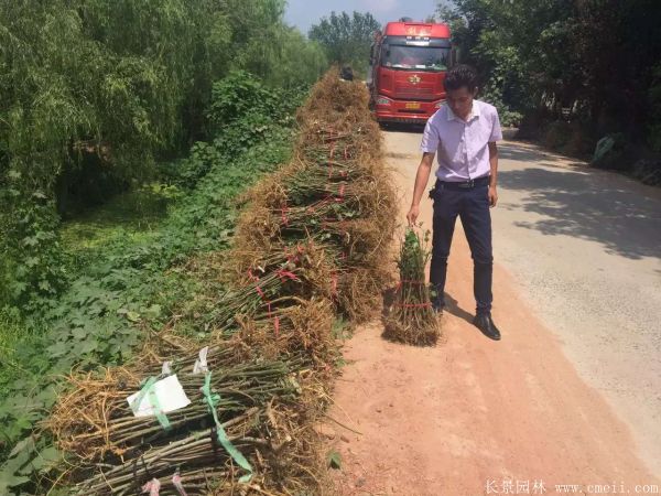 茍樹圖片茍樹基地實拍