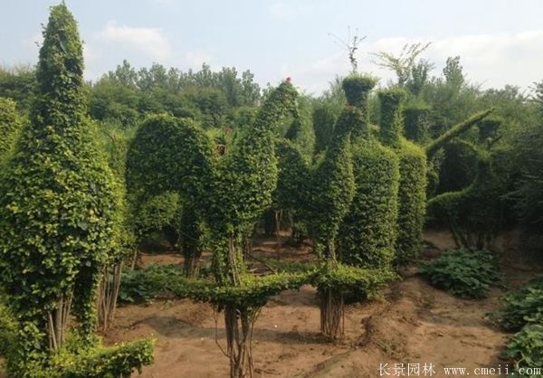 小葉女貞造型樹(shù)圖片基地實(shí)拍