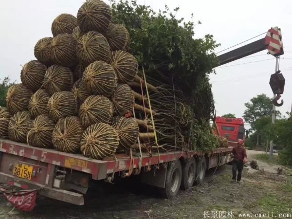 紫薇樹圖片基地實拍