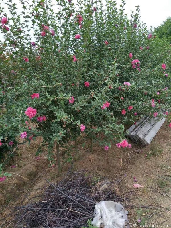 重瓣大花木槿樹(shù)圖片基地實(shí)拍