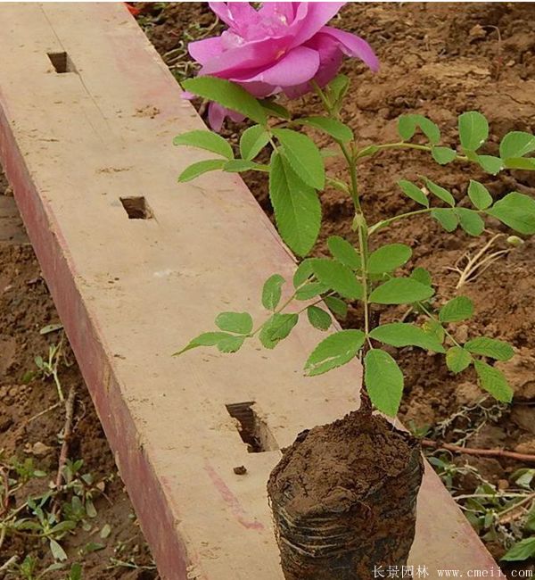 玫瑰花苗圖片基地實(shí)拍