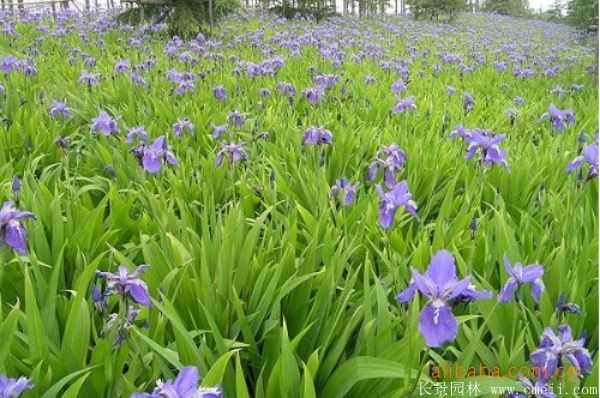 藍(lán)蝴蝶鳶尾基地實拍圖片