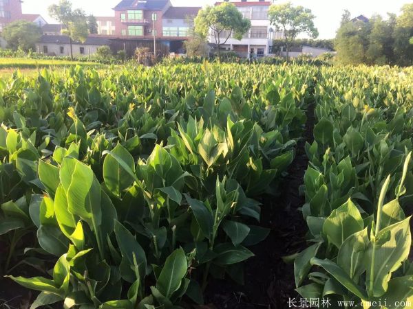 大花美人蕉基地實(shí)拍圖片