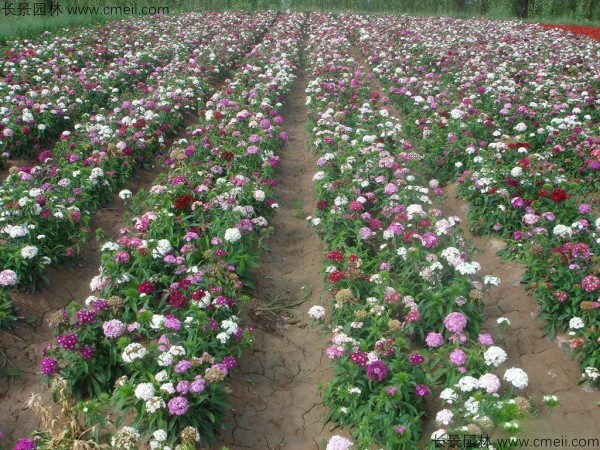 常夏石竹開(kāi)花圖片