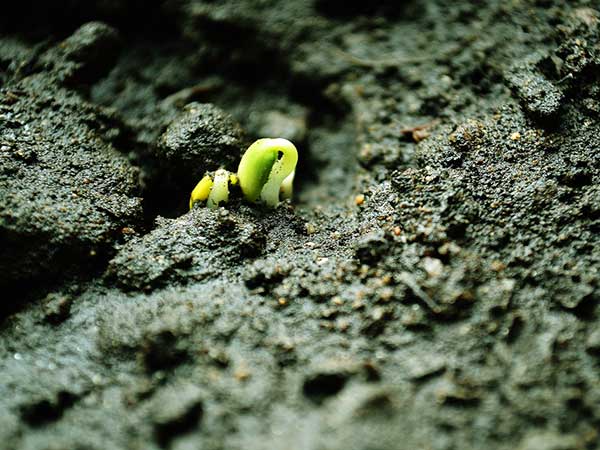 柿樹種子發(fā)芽出苗圖片