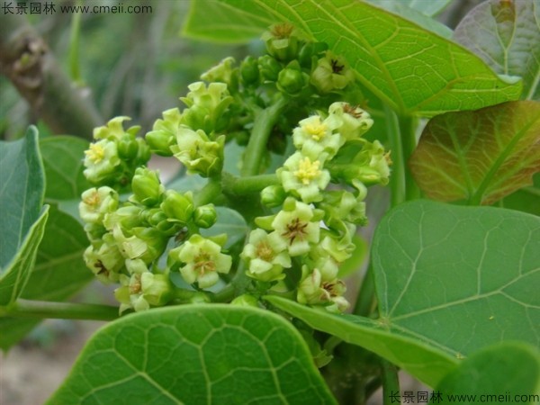 麻瘋樹種子發(fā)芽出苗圖片