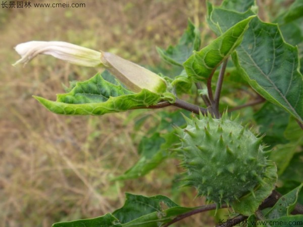 曼陀羅種子發(fā)芽出苗開花圖片