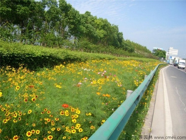 野花組合開花圖片