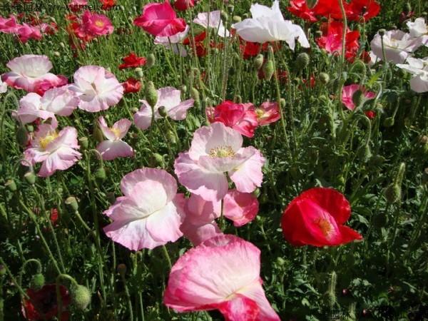 虞美人開(kāi)花圖片花海