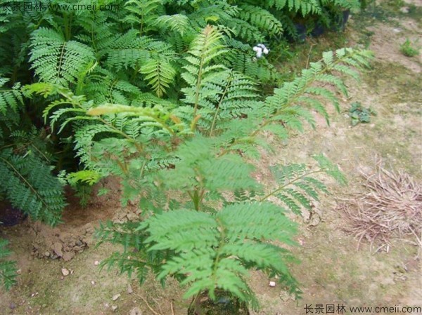 藍(lán)花楹種子發(fā)芽出苗圖片