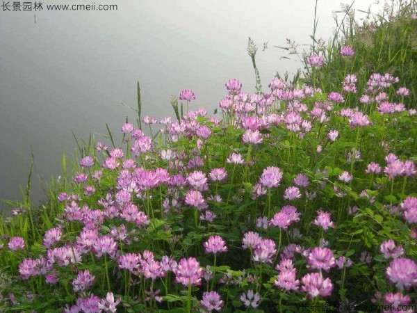 紫云英種子發(fā)芽出苗開(kāi)花圖片