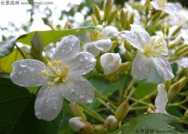 油桐樹(shù)開(kāi)花圖片