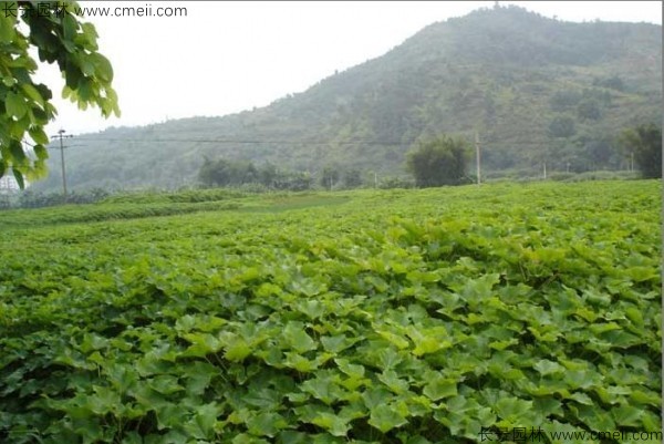 油桐樹(shù)種子發(fā)芽出苗圖片