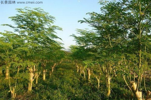 印度辣木種子發(fā)芽出苗圖片