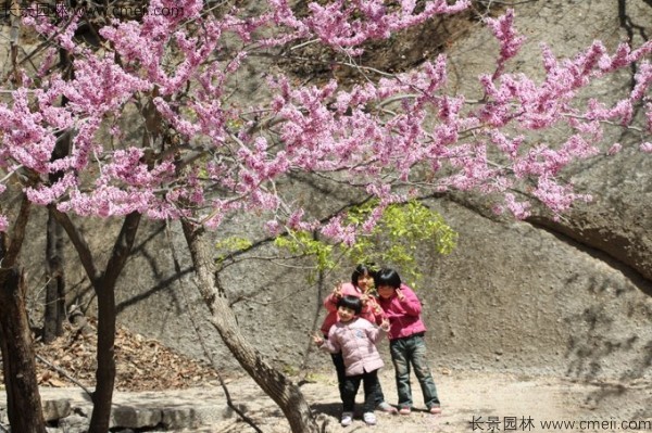 巨紫荊種子發(fā)芽出苗開花圖片