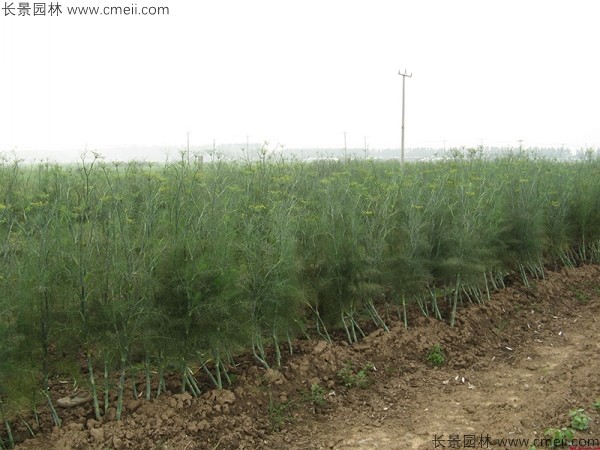 茴香種子發(fā)芽出苗圖片