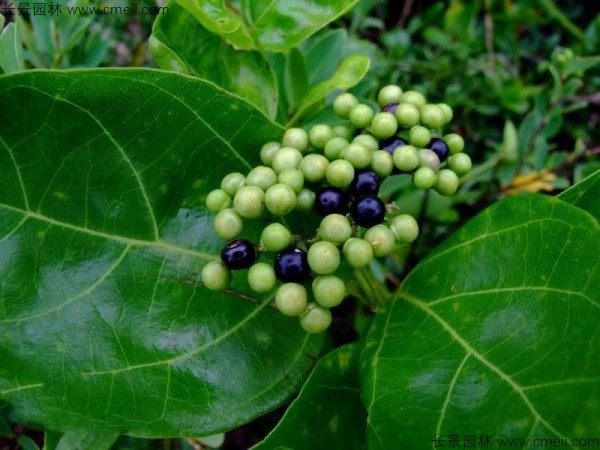 黃荊種子發(fā)芽出苗圖片