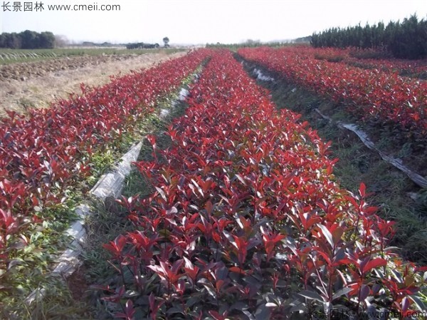 紅葉石楠種子發(fā)芽出苗圖片