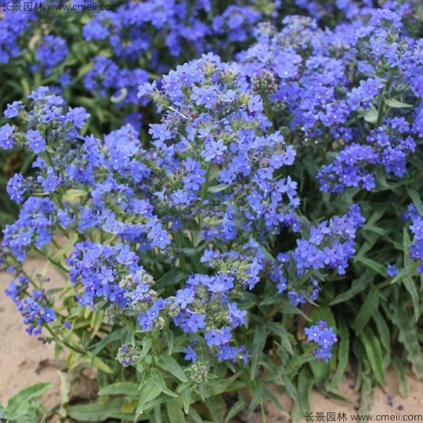 南非牛舌草種子發(fā)芽出苗開花圖片